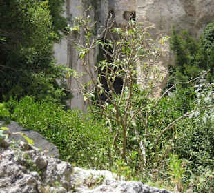 Ohr des Dionysios 2