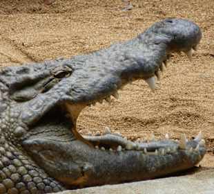 Vanille Crocodile Park