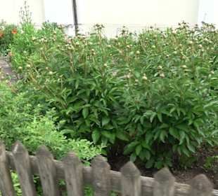 Kräutergarten Heiligenbronn