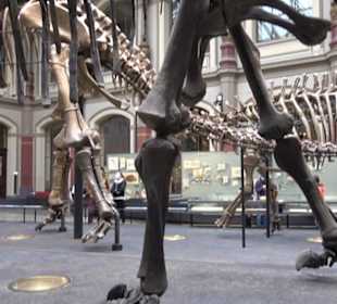 Museum für Naturkunde