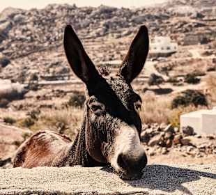 Wandern Mykonos Stadt