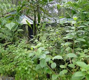 Poring Hot Springs - Schmetterlingsgarten