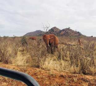 Ein ,,roter'' Elefant