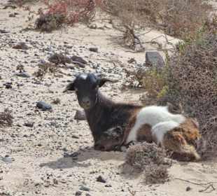 Eindrücke von der Wanderung durch den Istmo