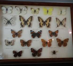 Schmetterlingssammlung im Stadtmuseum