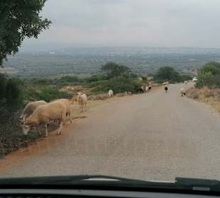 N der Strasse zum Kloster Gouvernet
