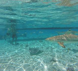 Schwarzspitzen-Riffhaie