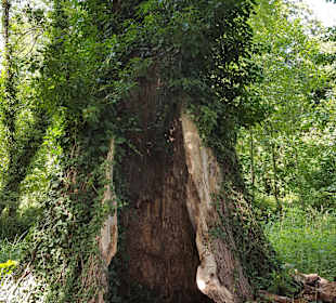 Freilandmuseum Lehde