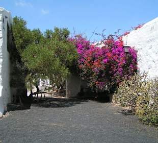 Lanzarote - Jardín de Cactus