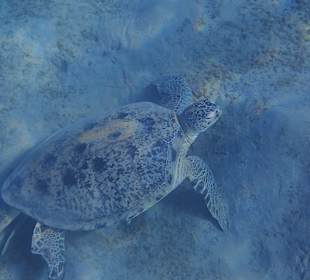 Schnorcheln Abu Dabbab