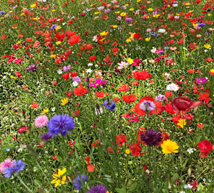 Golf Park Mieminger Plateau