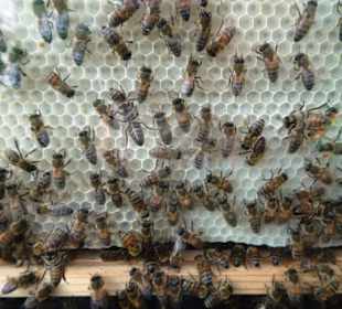 Der gläserne Bienenstock im Jardin des Papillons