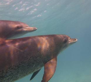 Den wir lieben Delfine...