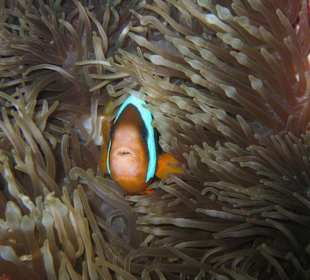 Anemonen Fisch