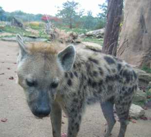 Hyäne