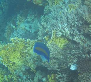 Schnorcheln beim Fort Arabesque