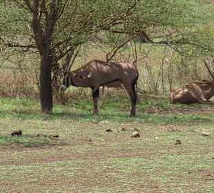Tsavo West / - Ost / Amboselli