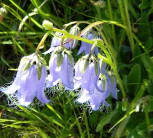 Blüten am Panoramaweg