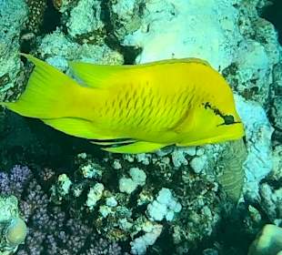 Schnorcheln Marsa Alam