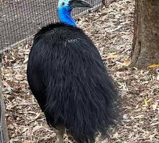 Featherdale Wildlife Park