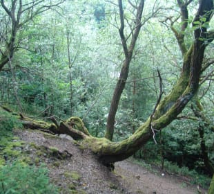 Premiumspazierwanderweg „Spur der Steine“