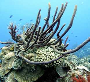 Schönheit unter Wasser