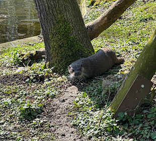 Tiergarten Straubing