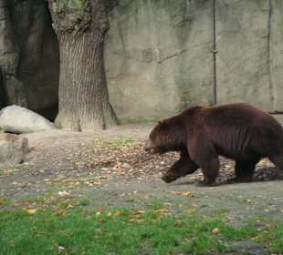 Braunbär