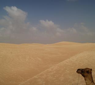 Ausflug Sahara bei Douz