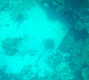 Blaupunktrochen macht ´ne Pause