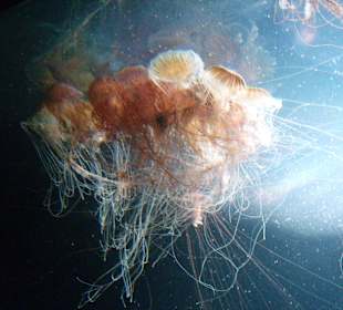 Aquarium Berlin 