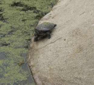Südamerika Bereich - Jaguarhaus
