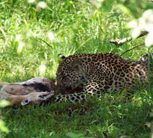 Leopard mit Frühstück