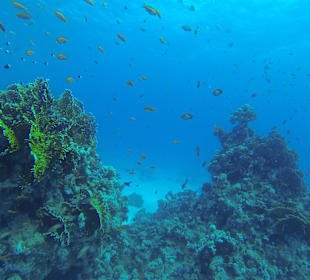Unzerwasserwelt Hurghada 