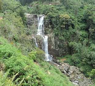 Tour zur Teeplantage