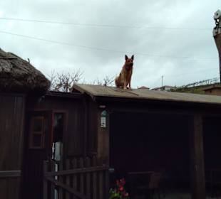 Kein "Dachhase" sondern ein "Dachhund"!!