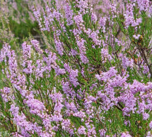 Heidekraut Anfang August