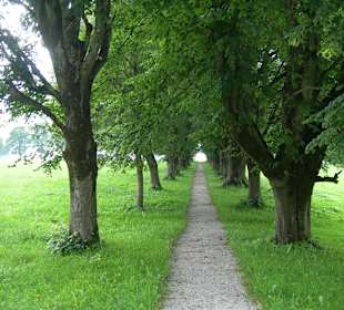 Allee zum Zeller See