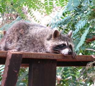 Waschbär bei der Siesta