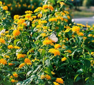 Blumen im Tempel