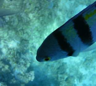 Anemonenfisch (aufgen. beim Schnorcheln am Riff)