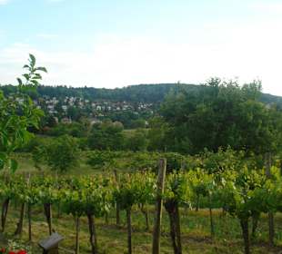 Weingut  Zimmermannn