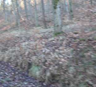 Ochsenweiher Rundweg