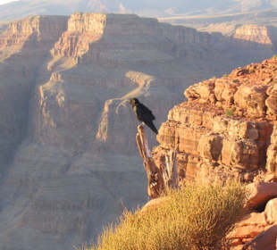 Vogel vor schöner Kulisse