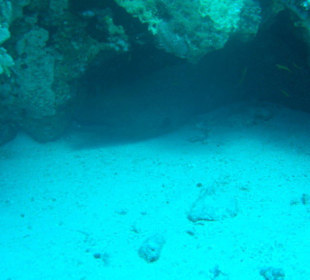 Tauchausflug mit Regina