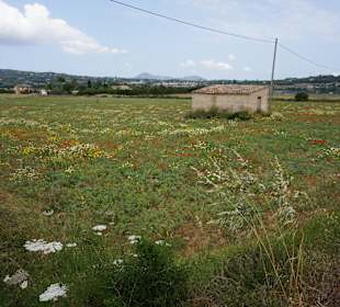 Blumenpracht vor Manacor