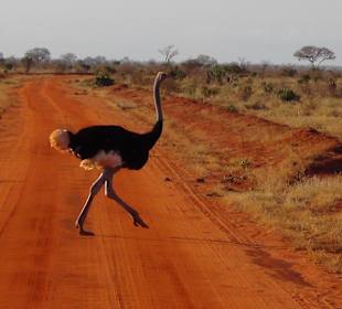 Sekretär beim Überqueren der Straße