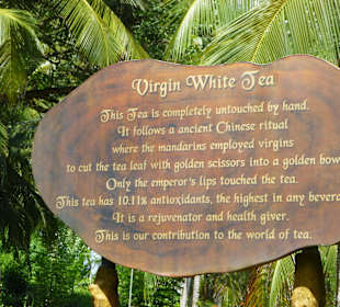 "Virgin White Tea" - Plantage