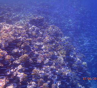 Viele Fische die begleiten