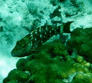 Schnorcheln in der Schweinebucht